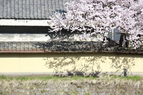 岩手縣春日風景攝影作品