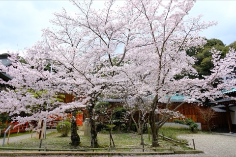 奈良龍田大社的櫻花風景（奈良縣）