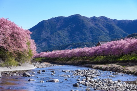 靜岡伊豆河津町 春色沿溪而開（靜岡縣）