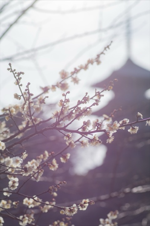 梅の花