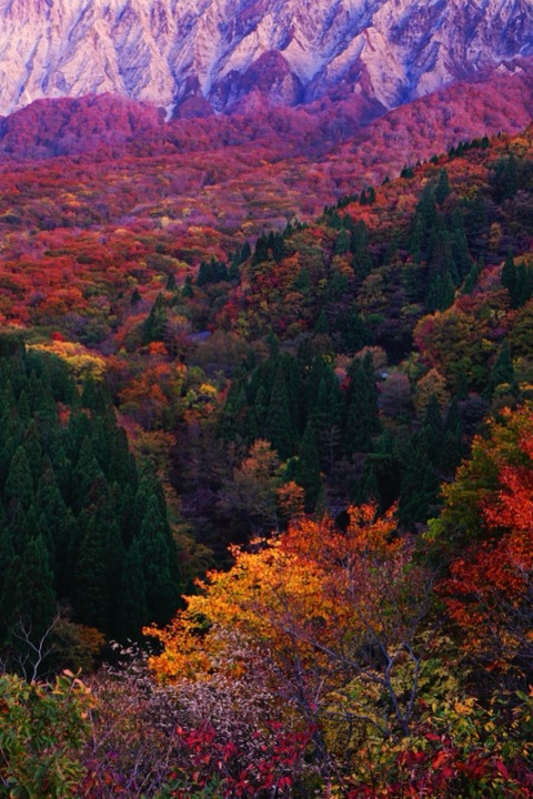 鳥取大山錦繪卷 時刻遞嬗的紅葉勝地（鳥取縣）