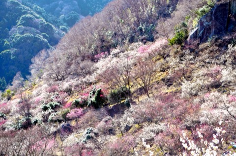 湯河原梅林