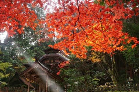 兵庫晚秋的當勝神社　紅葉映照古剎（近畿的紅葉）