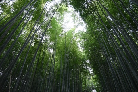 京都嵯峨野竹林之道 光影穿梭的寧靜時刻（京都府）
