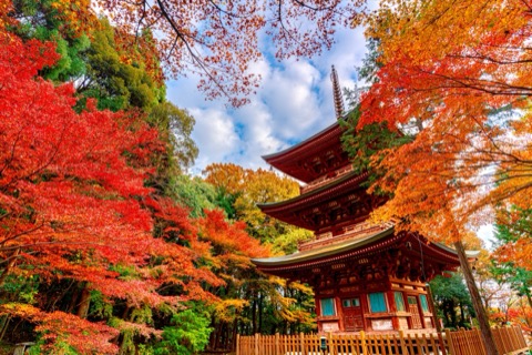 兵庫 石峯寺 環繞三重塔的立體紅葉（兵庫縣）
