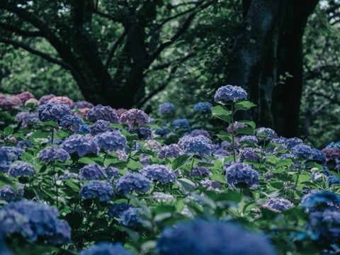 繡球花身高競賽 東京背比賽景象（東京都）