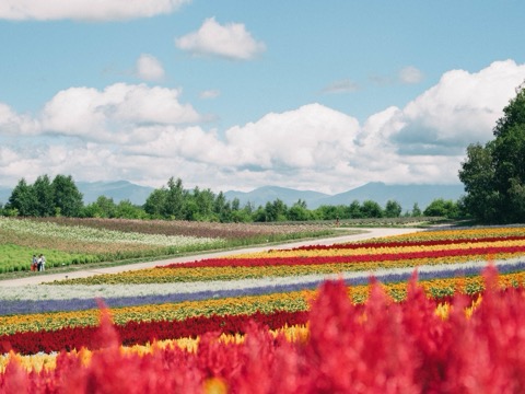 夏日蒼穹下 北海道花的絨毯（北海道）