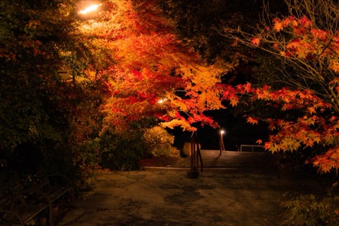 茨城夜間紅葉道 燈火下的靜謐秋色（茨城縣）