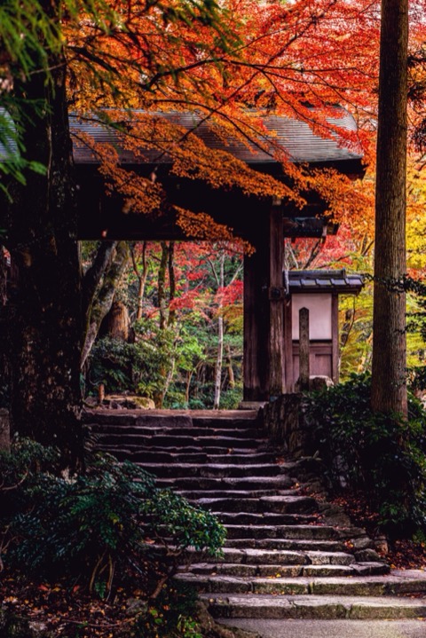 兵庫 有馬瑞寶寺公園 湯之鄉的紅葉（兵庫縣）