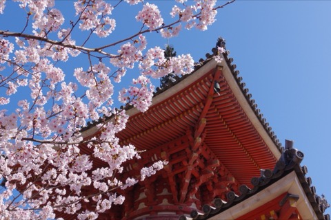 櫻花盛開的廣島國寶淨土寺多寶塔（廣島縣）