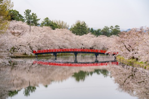 櫻花盛開的弘前公園西濠春陽橋（青森縣）