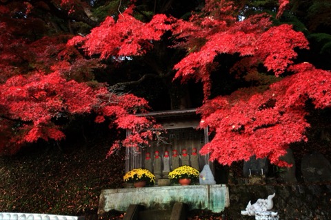 茨城大子町紅葉寺秋日風景（茨城縣）