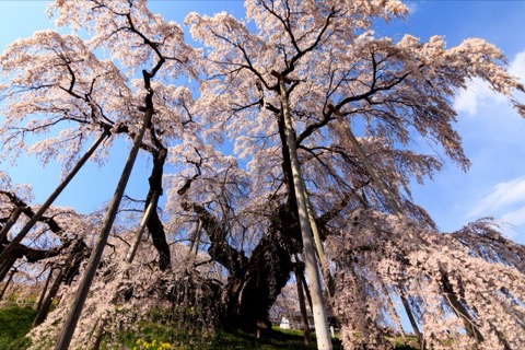 滝桜