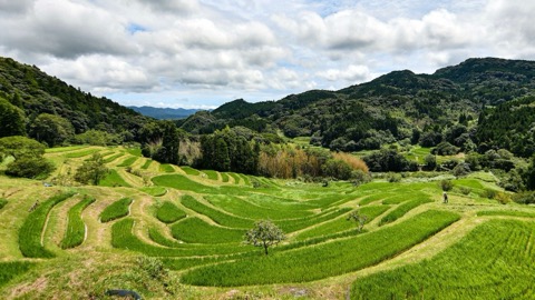 千葉夏日 大山千枚田的棚田光景（千葉縣）