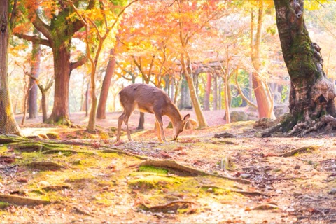 奈良公園的寧靜時刻（奈良縣）