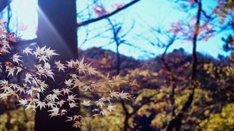 愛知縣香嵐溪的靜謐風景（愛知縣）