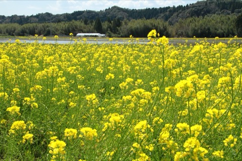 千葉外房香美市菜花田野風光（千葉縣）