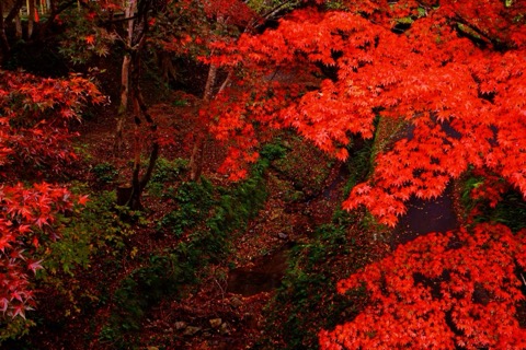 深紅燃燒｜兵庫養父神社的秋日光景（兵庫縣）