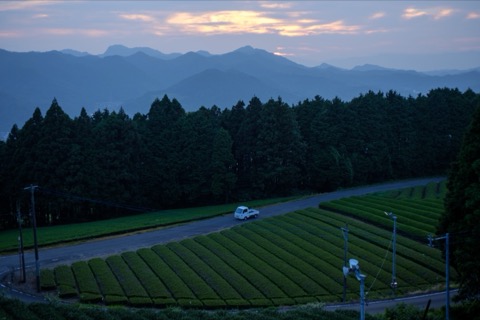 茶畑