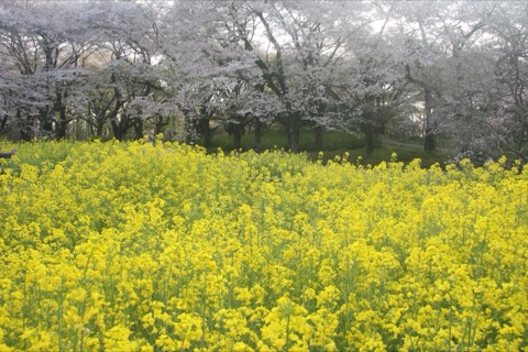 東京立川市昭和紀念公園的春日風景（東京都）