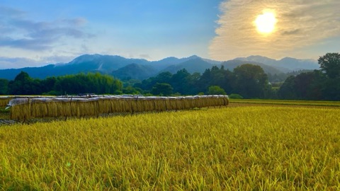 茨城大子產米秋季稻田稻架風景（茨城縣）