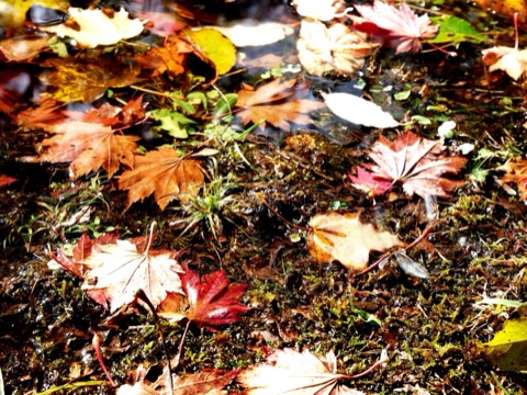 水面倒映的楓紅——北海道支笏湖的秋日靜謐（北海道）