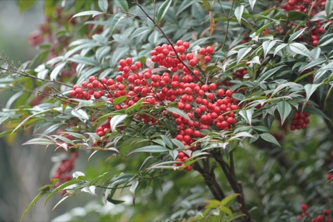 千葉晚秋南天紅果 冬日吉祥的庭園風景（千葉縣）