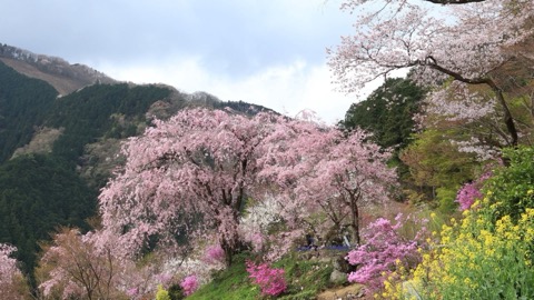 東京秋留野的花寺　龍珠院的靜謐時刻（東京都）
