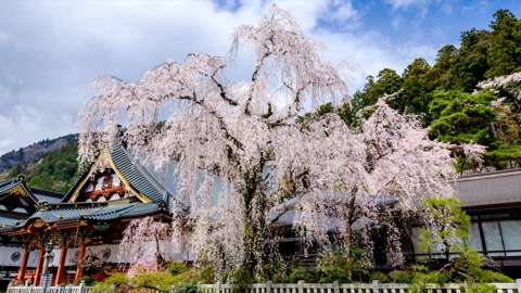 身延山久遠寺的枝垂櫻 四百年的沉默綻放（山梨縣）