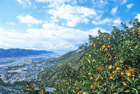 有田みかんの山