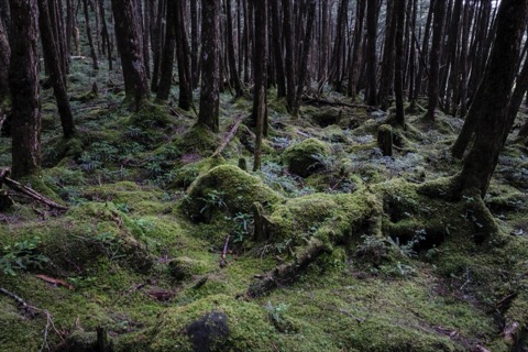 長野縣苔蘚森林：翠綠寂靜的自然世界（長野縣）