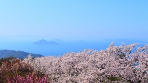 紫雲出山の桜