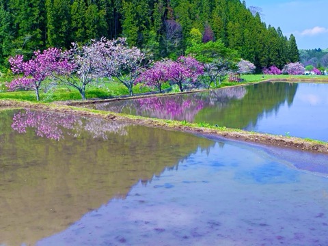 茨城縣大子產米春季田園風景（茨城縣）