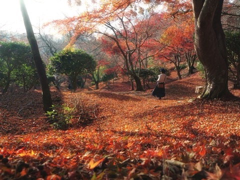 田倉山の紅葉絨毯