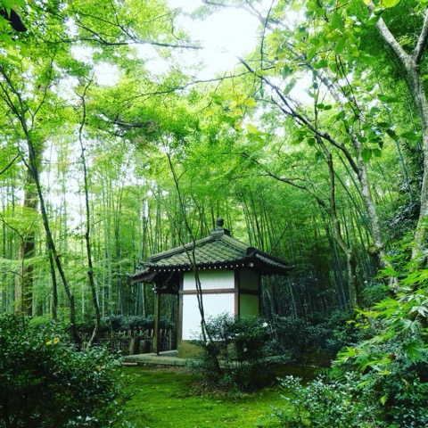 京都嵯峨野紅葉季 瀧口寺的翠綠秘境（京都府）