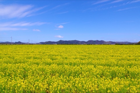 岡山笠岡灣 花田四季輪轉的道之站（岡山縣）