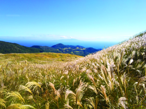 秋日高原的芒草海 靜岡伊豆稻取遠眺諸島