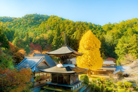 兵庫 丹波篠山弘誓寺 大銀杏的受光時刻（TAKAYOSHI_ENDOU 攝）