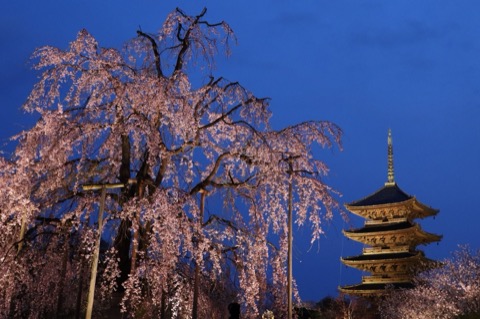 京都府東寺的靜謐午後（Nakai_Chan 攝）