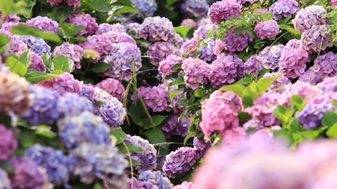 神奈川繡球花盛放 日本初夏風景紀實（神奈川縣）