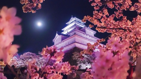 福島 會津若松鶴城 名城石垣上的春櫻（福島縣）