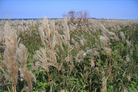 野付半島的枯木 北海道砂嘴上的靜寂（北海道）