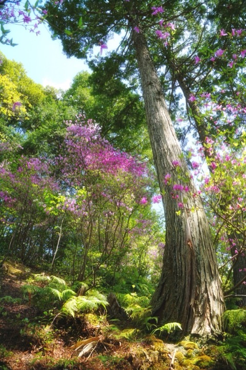 京都寶珠山如意寺 仰望裡山的壯闊景致（京都府）