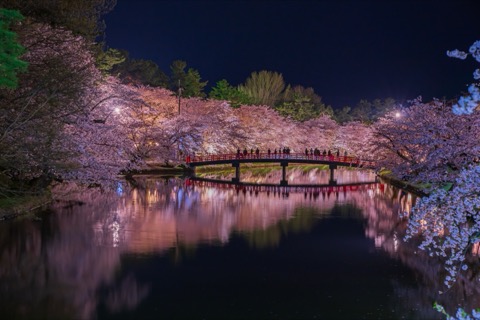 青森弘前公園的壯闊夜櫻（青森縣）