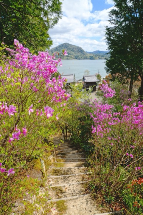 京都如意寺的迴廊 四月裡的淡紫色光影（京都府）