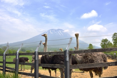 ダチョウと羊蹄山