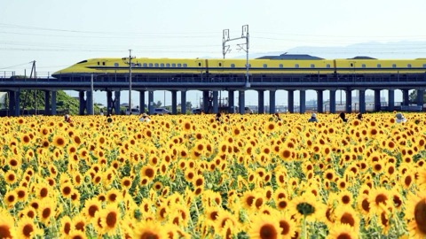 大垣ひまわり畑（平町）