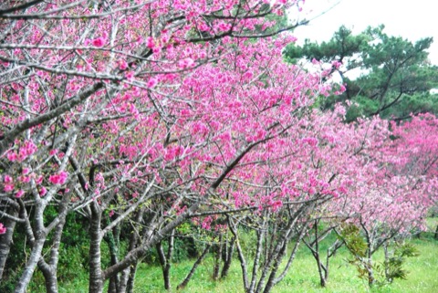久米島的緋紅——日本最早綻放的櫻花（沖繩縣）