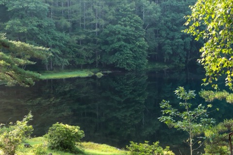 長野晚夏的框景——御射鹿池的淡色時刻（長野縣）