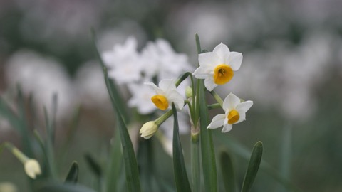 新宿御苑的水仙花，在廣闊綠地裡靜靜綻放（東京都）